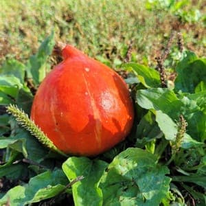 Courge potimarron