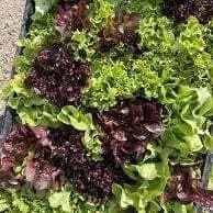Sachet mesclun