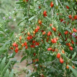 Goji