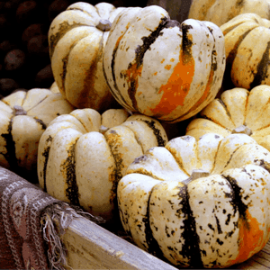 Courges patidou