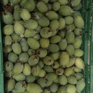 feijoas