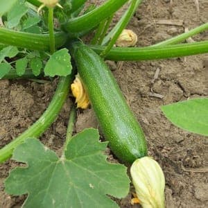 courgette verte