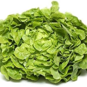 feuille de chêne blonde
