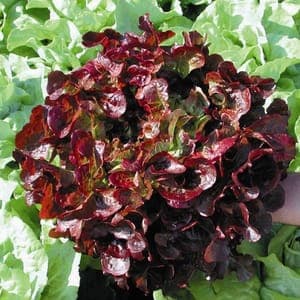 feuille de chêne rouge