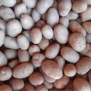 POMME DE TERRE