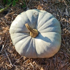 Courge Bleue de Hongrie