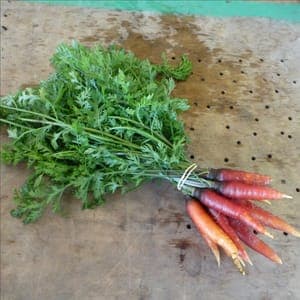 Carottes botte