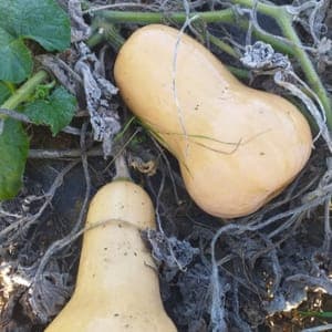 COURGE BUTTERNUT