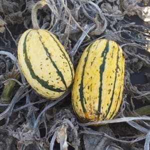 COURGE DELICATA