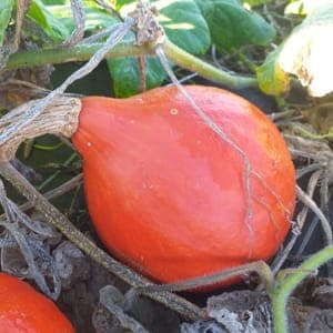 COURGE POTIMARRON