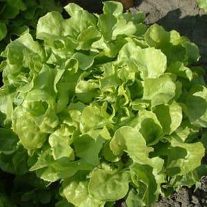 7 - Salade feuille de chêne verte ou rouge