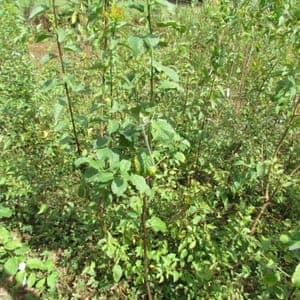 Prune Reine-Claude d'Oullins (2 ans)