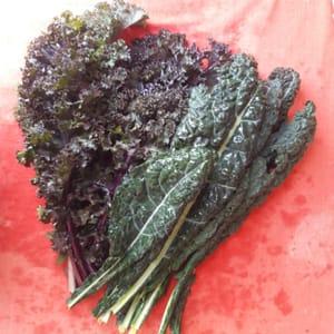 chou kale noir de toscane ou rouge frisé selon récolte