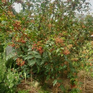 Plant poivrier de Sichuan