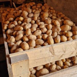 Pomme de terre de conservation