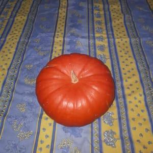 Courge rouge vif