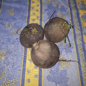 Radis noir DAIKON