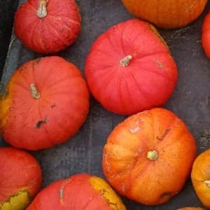 Courge rouge vif d'Estampes