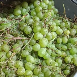 Raisin chasselas