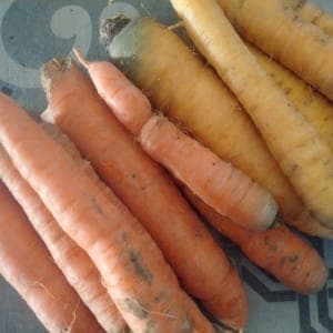 Carottes vrac mix orange et Jaune du Doubs