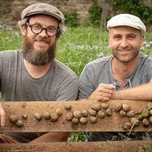 L’escargot des Murailles