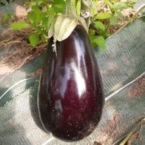 aubergine