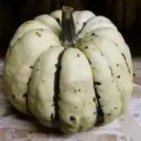 courge patidou (entre 600g et 700 g)