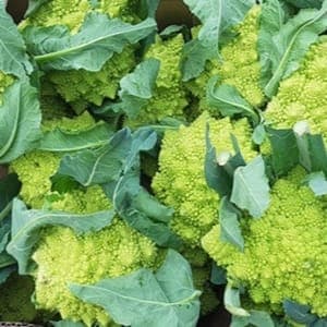 Chou romanesco