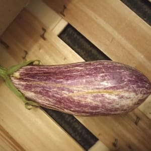 Aubergine rayée