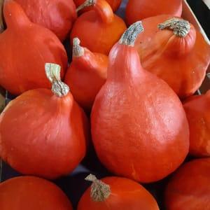 Courge Potimarron