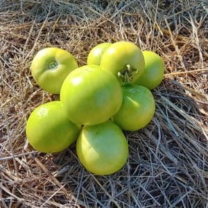 Tomate verte confiture