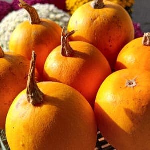 Courge - Boule d'or