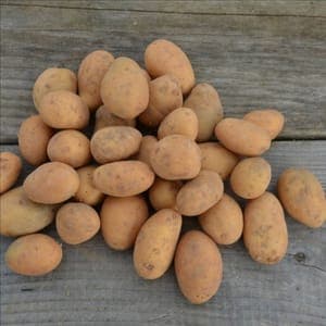 Pomme de terre (chair ferme)