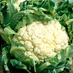 Chou fleur