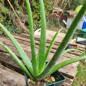 Aloe vera