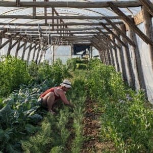 La petite ferme - Louans