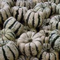 Courge