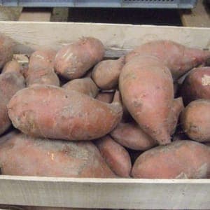 Patate douce