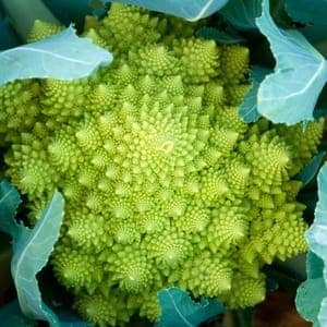 Chou romanesco