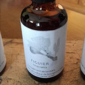 Extrait de bourgeons de Figuier Ficus carica 50 ml