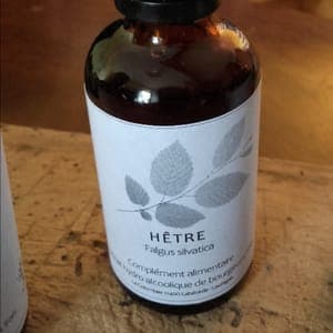 Extrait de bourgeons de Hêtre Falgus silvatica 50 ml