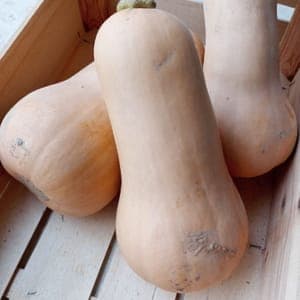 Butternut