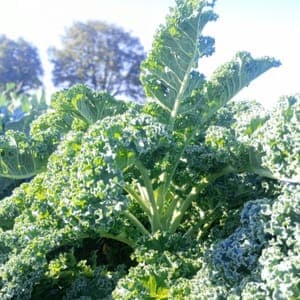 Chou Kale