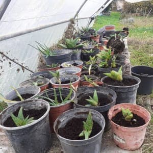 Aloe maculata plant