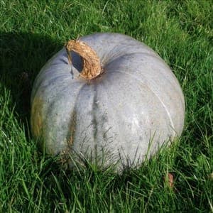 Courges bleu de Hongrie