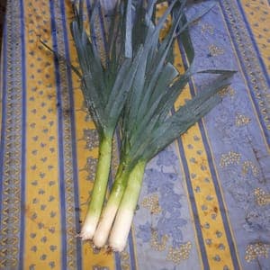 poireau
