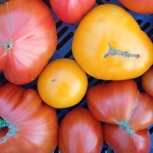 Tomates en mélange de couleurs