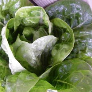 Salade Sucrine