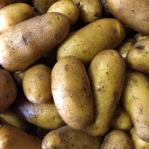 Pomme de terre Allians
