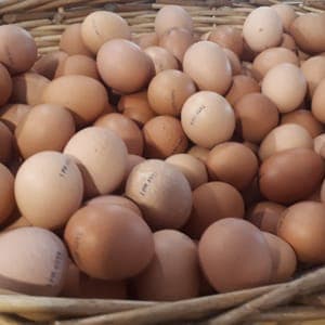 Oeufs